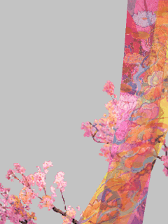 【フレーム】[極彩世界]桜と帯