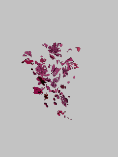 【エフェクト】[Caligula]舞い上がる赤紫の花