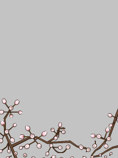 【オブジェ】[ｱｲﾏﾘﾝ]花開く桜